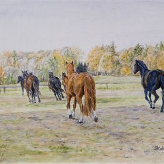 Auf der Stutenweide Auf der Stutenweide